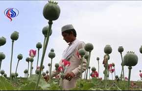درآمد زایی مقامات افغانستان از مواد مخدر