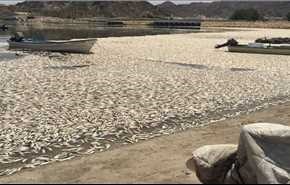 فيديو/نفوق ملايين الأسماك في ميناء “سداب” بـ”عُمان” يثير غضب النشطاء
