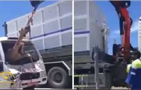 بالفيديو: لحظة انتشال جمل من داخل حافلة اصطدم بها في سلطنة عمان