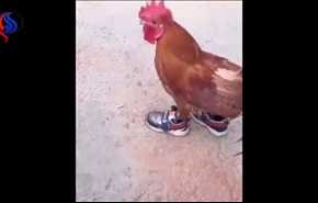 بالفيديو... ديك يركض بالحذاء يشعل 