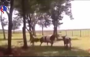 بالفيديو.. خروف يسقط عجلا أرضا بطريقة مروعة