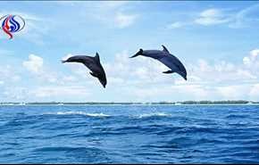 نفوق عشرات الدلافين على شاطئ البحر الأسود في أوكرانيا