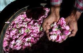 موسم تقطير ماء الورد في كاشان الايرانية