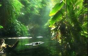 بالفيديو..أخطر خمسة مخلوقات مرعبة تمت مشاهدتها في غابات الأمازون..!!