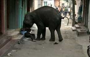 فيديو وصور.. فيل بري ثائر يقتل أربعة أشخاص بجنوب الهند