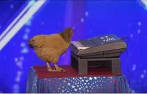 فيديو.. دجاجة تعزف بمهارة على البيانو وتبهر لجنة التحكيم!