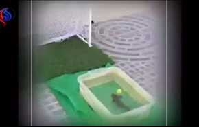 فيديو لسمكة تلعب كرة القدم وتسجل أهدافا خارج المياه