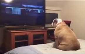 فيديو| كلب يشاهد فيلم رعب.. وما فعله غريب!