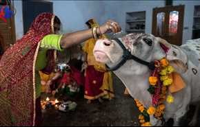 انتقاد نخست وزیر هند از کشتن انسان برای دفاع از گاو