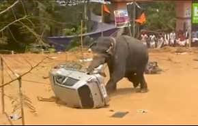 فيديو مرعب لفيل يهاجم سيارة ويدحرجها بين قدميه