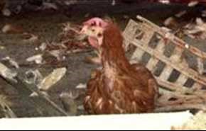 هزاران مرغ بزرگراهی در اتریش را بند آوردند + ویدیو