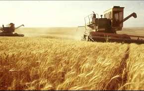 سوريا ..ارتفاع محصول القمح 12%