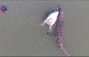 فيديو صادم.. تمساح ضخم يسحب بقرة في نهر بفكيه!!