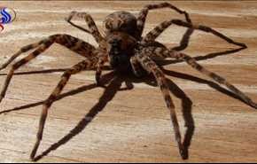 بالصور.. أكبر عنكبوت في العالم يهاجم سكان منزل في بريطانيا