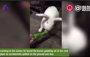فيديو... أرنب يعشق تناول الفلفل الحار يوميا