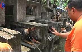 في الفلبين تدريب الكلاب لتصبح 