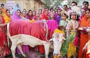 سكان قرية هندية يقتلون رجلين مسلمين... حمايةً للأبقار!!
