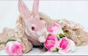 أرنب وردي نادر يثير ضجة على مواقع التواصل!!