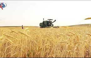 مشتريات إيران من القمح المحلي تقترب من 9 ملايين طن