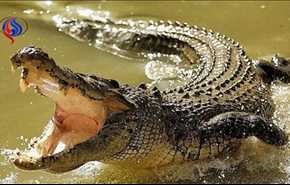 تمساح في سيريلانكا يلتهم محررا لإحدى الصحف العالمية