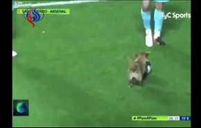 شاهد.. كلب عنيد يقتحم ملعبا لكرة القدم ويسرق الكرة