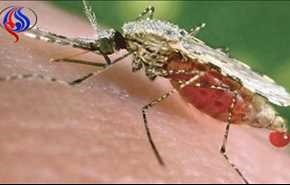 علماء يحذرون من «سوبر ملاريا»