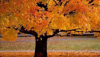 تصاویر فوق العاده زیبای پاییز