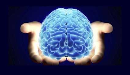 اطلاعات مفید و جالب در مورد مغز انسان
