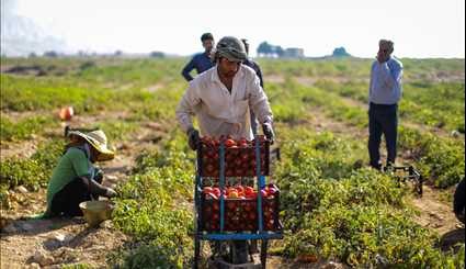 برداشت گوجه فرنگی در بوشهر