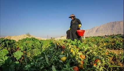 برداشت گوجه فرنگی در بوشهر