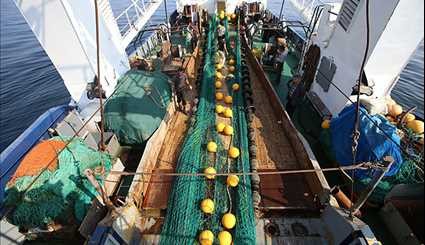 تقييم ورصد مخزون الأسماك في مياه الخليج الفارسي وبحر عمان