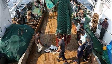 تقييم ورصد مخزون الأسماك في مياه الخليج الفارسي وبحر عمان