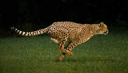 اسلوموشن دیدنی از دویدن یوزپلنگ چیتا