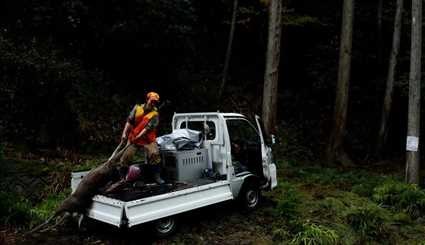 شکارچیان زن در ژاپن | تصاویر