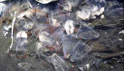 مرگ میلیون ها عروس دریایی در جاسک