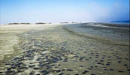 نفوق الملايين من قناديل البحر في مدينة جاسك الايرانية