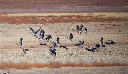 الطيور المهاجرة في سواحل ومناطق جنوبي ايران