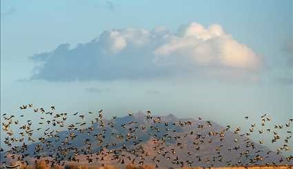 الطيور المهاجرة في سواحل ومناطق جنوبي ايران
