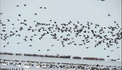 پرندگان مهاجر جزیره آشوراده/ تصاویر