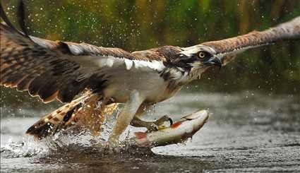 شکار ماهی توسط عقاب‎ | تصاویر