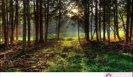 تصاویر؛ جنگل سحرآمیز کرم‌های شب‌تاب در ژاپن