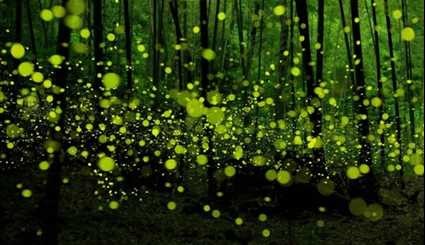 تصاویر؛ جنگل سحرآمیز کرم‌های شب‌تاب در ژاپن