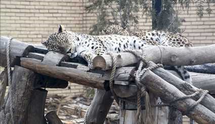 گزارش اسپوتنیک از باغ وحش تهران | تصاویر