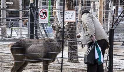 گزارش اسپوتنیک از باغ وحش تهران | تصاویر