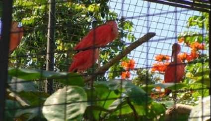 بالصور..حديقة الطيور في جزيرة بالي بأندونيسيا