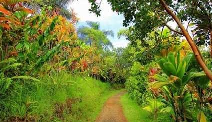 بالصور...حديقة ماوي في جزر هاواي بالمحيط الهادي