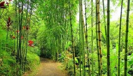 بالصور...حديقة ماوي في جزر هاواي بالمحيط الهادي