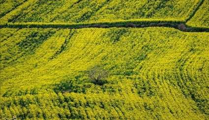 مزارع كلزا - محافظة مازندران الايرانية