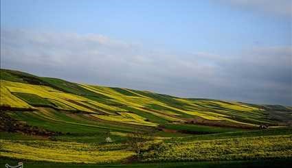 مزارع كلزا - محافظة مازندران الايرانية