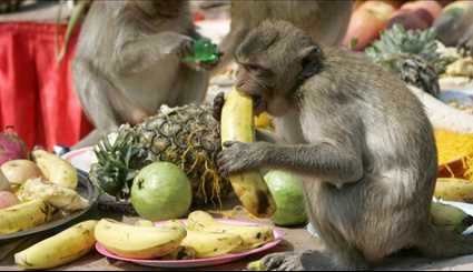 مأدبة القردة، تقام سنويا في تايلاند في يوم خاص للاحتفال بالقردة